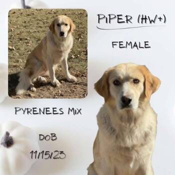 Rescue Great Pyrenees Dogs for Adoption in Caldwell, Texas - Piper | PetCurious