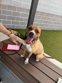 Popsicle -  Mixed Breed Dog for Adoption in Atlanta, Georgia - Popsicle | PetCurious