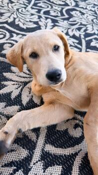 Yellow Labrador Retriever Dogs Available for Adoption - Daisy | PetCurious