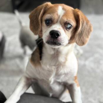 Beagle and Pug Dogs Available for Adoption in Miami, Florida - Precious II | PetCurious