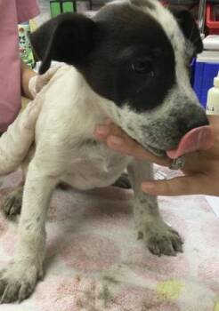 Australian Cattle Dog Blue Heeler and Mixed Breed Dogs Available for Adoption - MOCHI | PetCurious