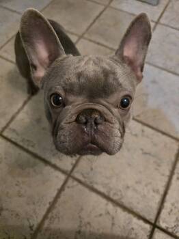 French Bulldog Dogs Available for Adoption - Fizzy | PetCurious
