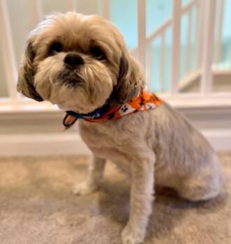 Bubba -  Shih Tzu Dog for Adoption in Palo Alto, California - Bubba | PetCurious