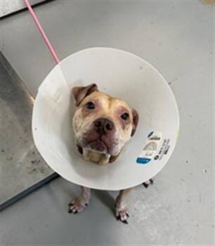 VIXIE -  Pit Bull Terrier and Mixed Breed Dog for Adoption in Corpus Christi, Texas - VIXIE | PetCurious
