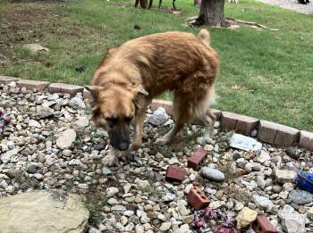 Rescue Great Pyrenees and German Shepherd Dog Dogs for Adoption in Plano, Texas - Linus | PetCurious