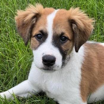 Lorenzo -  Mixed Breed Dog for Adoption in South Elgin, Illinois - Lorenzo | PetCurious