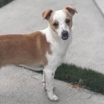 Mr Wonderful CJ -  Chihuahua and Fox Terrier Dog for Adoption in Ridgefield, Washington - Mr Wonderful CJ | PetCurious