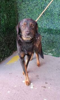 61724155 -  Rottweiler and Mixed Breed Dog for Adoption in El Paso, Texas - 61724155 | PetCurious