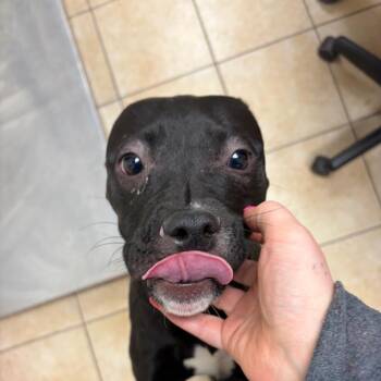 Pit Bull Terrier Dogs Available for Adoption - Randy The Girl | PetCurious