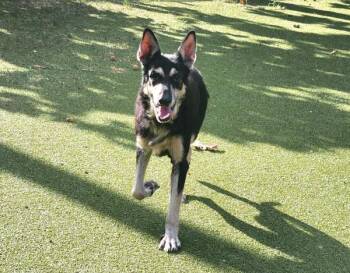 Stevie -  Mixed Breed and German Shepherd Dog Dog for Adoption in Austin, Texas - Stevie | PetCurious