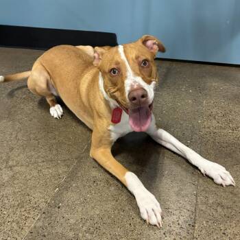 Berlin -  Mixed Breed Dog for Adoption in Portland, Oregon - Berlin | PetCurious
