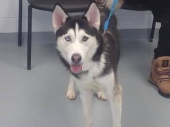 Rescue Husky Dogs for Adoption in St. Cloud, Florida - KOBA | PetCurious