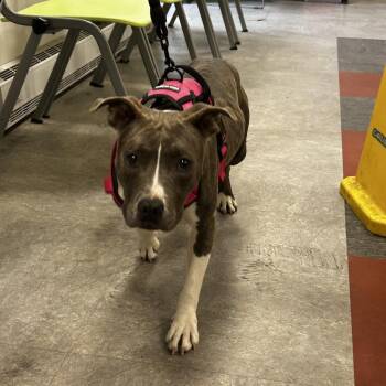 Buttercup -  Mixed Breed Dog for Adoption in Philadelphia, Pennsylvania - Buttercup | PetCurious