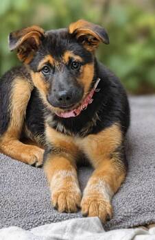 German Shepherd Dog Dogs Available for Adoption in Seattle, Washington - Bella | PetCurious