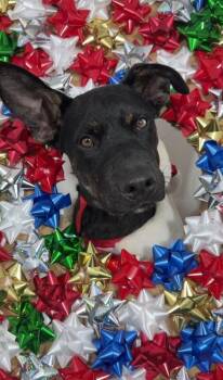 Australian Kelpie and Belgian Shepherd Malinois Dogs Available for Adoption in Carlsbad, California - Crunch-One Of Our Amazing Rescue Dogs | PetCurious