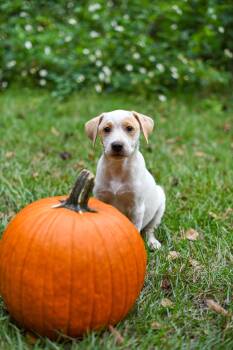 Rescue Australian Cattle Dog Blue Heeler Dogs for Adoption in Bonifay, Florida - Holden (Coming Soon) | PetCurious