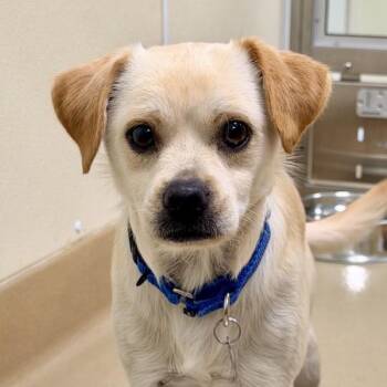 Cinthia -  Chihuahua and Terrier Dog for Adoption in Walnut Creek, California - Cinthia | PetCurious