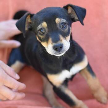 Chihuahua and Miniature Pinscher Dogs Available for Adoption - Tinsley (T Pups) | PetCurious