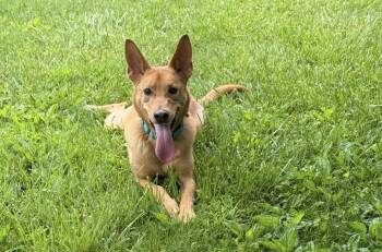 German Shepherd Dog Dogs Available for Adoption in Cleveland, Ohio - Choo Choo | PetCurious