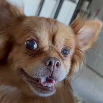 CHESTER -  Pomeranian and Chihuahua Dog for Adoption in Marana, Arizona - CHESTER | PetCurious