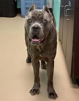 Ren -  Mixed Breed Dog for Adoption in Nashville, Tennessee - Ren | PetCurious