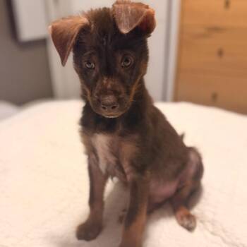 Brady -  Mixed Breed Dog for Adoption in Buffalo, Minnesota - Brady | PetCurious