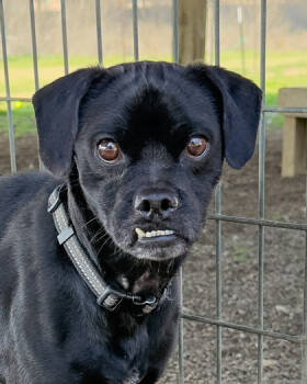 Rescue Mixed Breed Dogs for Adoption in Leander, Texas - Curly | PetCurious