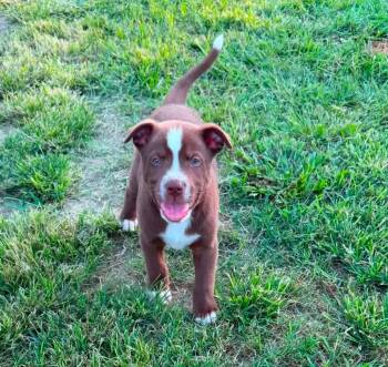 Messi -  Australian Shepherd Dog for Adoption in Glocester, Rhode Island - Messi | PetCurious