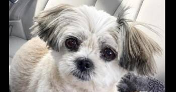 Missy -  Shih Tzu Dog for Adoption in Dallas, Texas - Missy | PetCurious