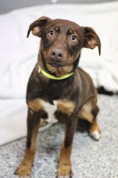 Polaris in NH. Come Meet our Adoptable Dogs Wednesday-Saturday.  -  Chocolate Labrador Retriever Dog for Adoption in Manchester, New Hampshire - Polaris In NH. Come Meet Our Adoptable Dogs Wednesday-Saturday.  | PetCurious