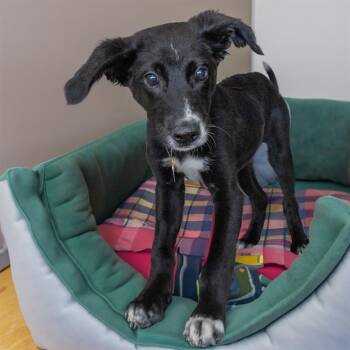 RIVER -  German Shepherd Dog and Mixed Breed Dog for Adoption in St. Louis, Missouri - RIVER | PetCurious