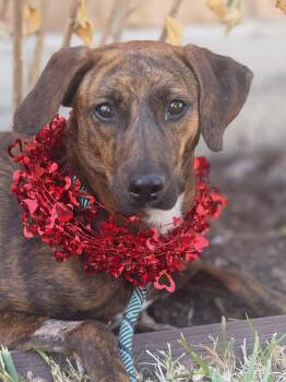 Plott Hound Dogs Available for Adoption - Austin | PetCurious