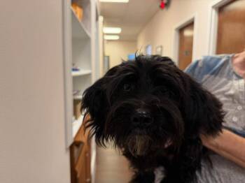Bart -  Terrier Dog for Adoption in Holly Springs, North Carolina - Bart | PetCurious