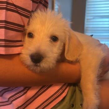 Grover -  Maltipoo Dog for Adoption in San Diego, California - Grover | PetCurious
