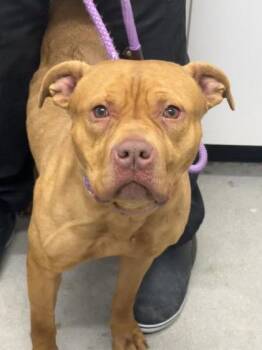 Mixed Breed Dogs Available for Adoption - Krystal | PetCurious