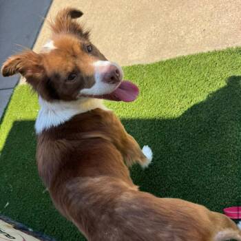 Border Collie and Australian Shepherd Dogs Available for Adoption in Oklahoma City, Oklahoma - Lanie C- | PetCurious