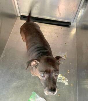 Brandy -  Rat Terrier Dog for Adoption in Austin, Texas - Brandy | PetCurious