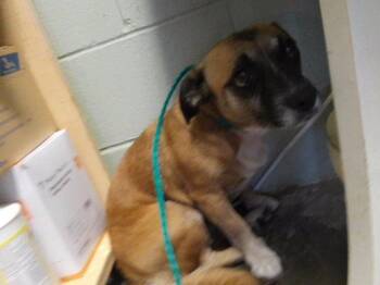 TARTAR -  Dachshund and Chihuahua Dog for Adoption in Tulsa, Oklahoma - TARTAR | PetCurious