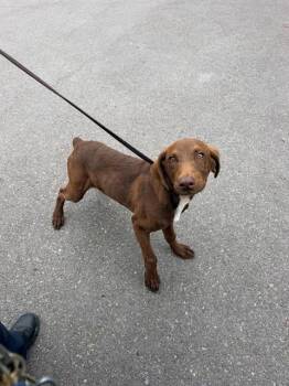 Doberman Pinscher and Mixed Breed Dogs Available for Adoption in Chula Vista, California - A272186 | PetCurious