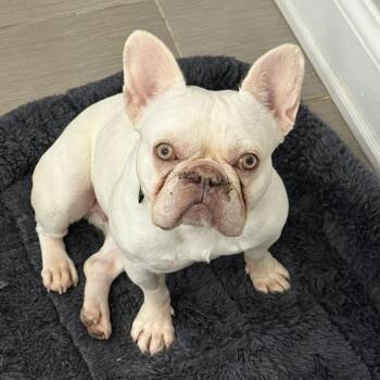 Rescue French Bulldog Dogs for Adoption in Huber Heights, Ohio - Snow Bunny | PetCurious