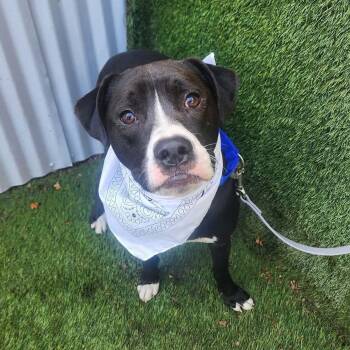 Sammy Davis -  American Staffordshire Terrier and Mixed Breed Dog for Adoption in Houston, Texas - Sammy Davis | PetCurious