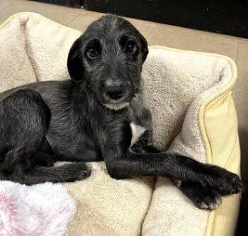 Kinsley -  Terrier Dog for Adoption in Bedford Hills, New York - Kinsley | PetCurious