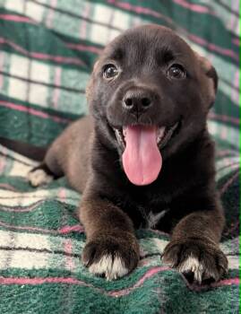 Mavis -  Chihuahua and Husky Dog for Adoption in Kingsburg, California - Mavis | PetCurious