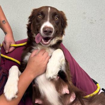 Lilo -  Australian Shepherd and Border Collie Dog for Adoption in Portland, Oregon - Lilo | PetCurious