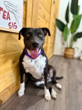 Labrador Retriever and Pit Bull Terrier Dogs Available for Adoption in Friendswood, Texas - Toasty Buttercup The Cozy Couch Princess | PetCurious