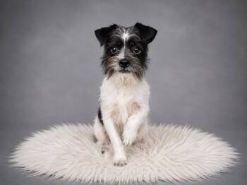 Benjamin -  Yorkshire Terrier and Schnauzer Dog for Adoption in Palo Alto, California - Benjamin | PetCurious