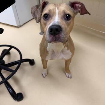 Annabelle -  Mixed Breed Dog for Adoption in Winston-salem, North Carolina - Annabelle | PetCurious