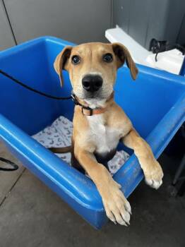 CASPER -  Mixed Breed Dog for Adoption in Dallas, Texas - CASPER | PetCurious