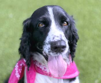 Rescue English Springer Spaniel Dogs for Adoption in Hondo, Texas - Lois Lane | PetCurious