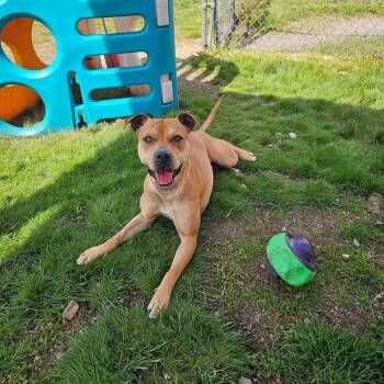 Mixed Breed Dogs Available for Adoption in Spokane, Washington - Karma | PetCurious
